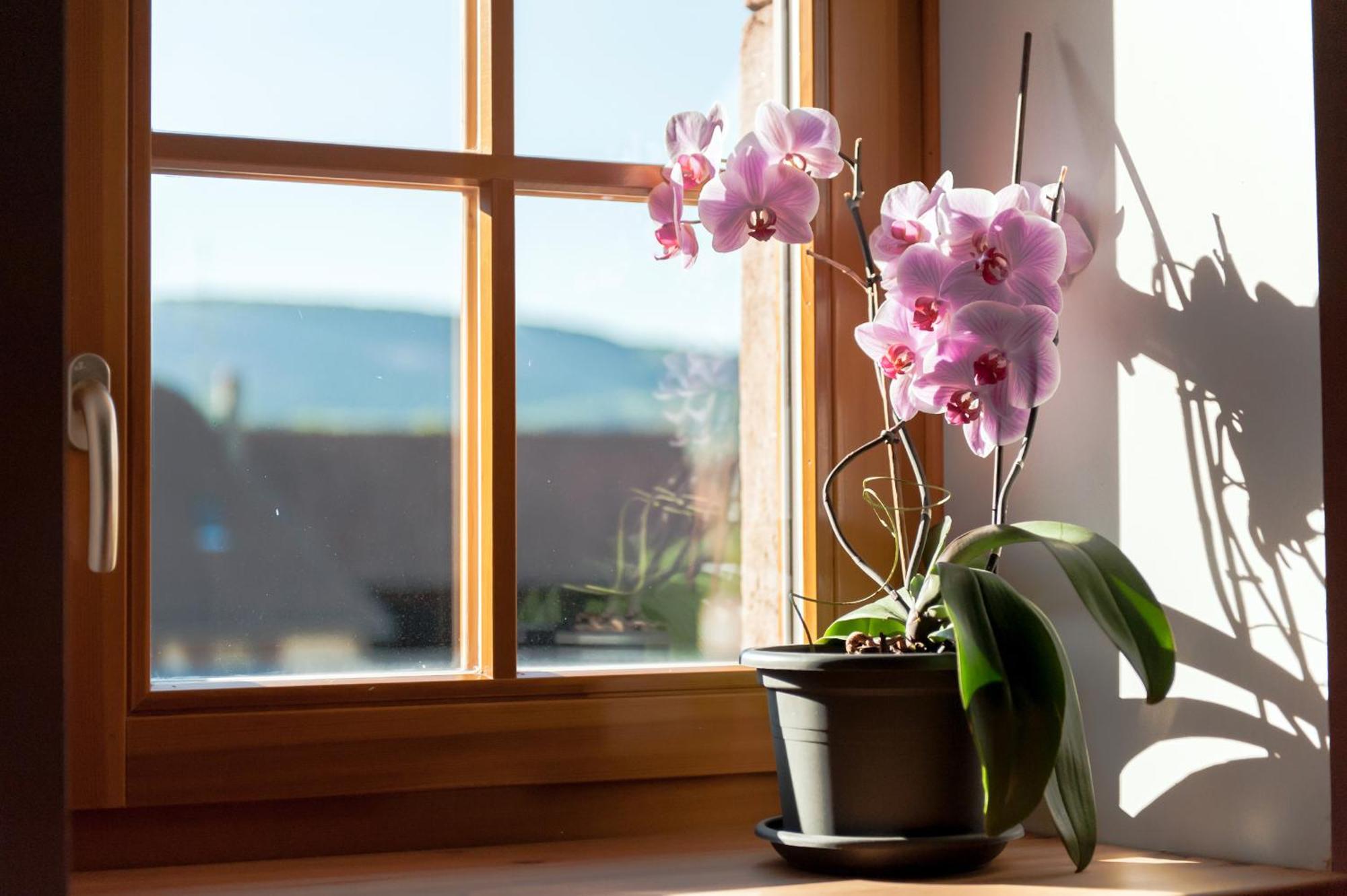 La Maison D'Emilie Pfaffenheim Bagian luar foto